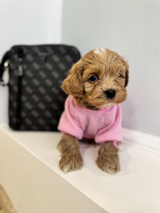 Мальтіпу дівчатка