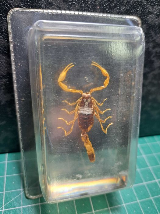 Escorpiões em resina embalados.