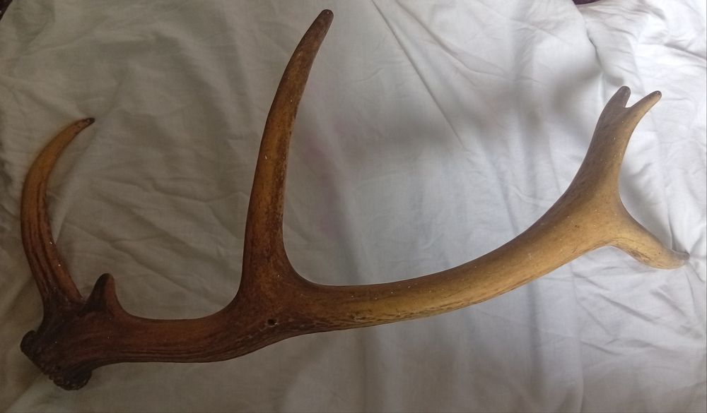 Naturalna gałązka z poroża jelenia