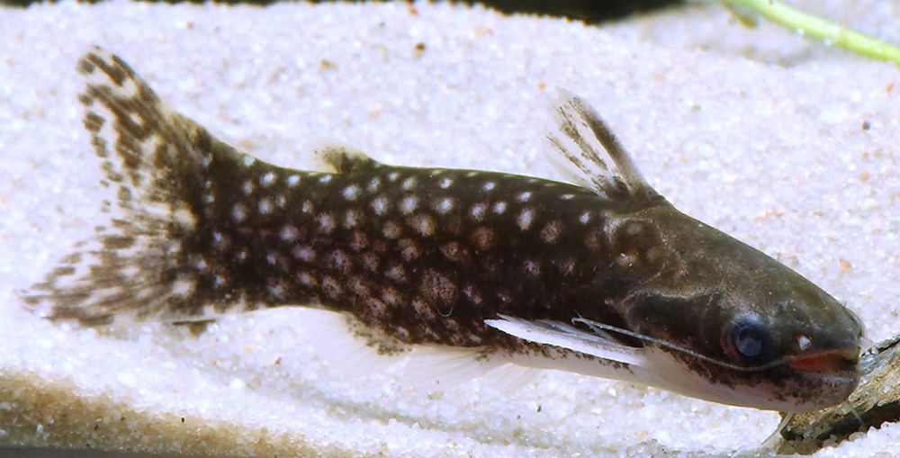 Tatia galaxias - Sumik - dowozimy, wysyłamy
