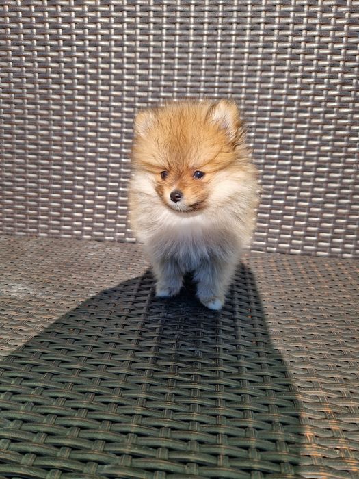 Pomeranian boo aktualne