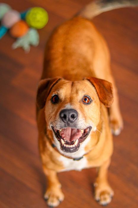 Pies do adopcji- samiec Toto