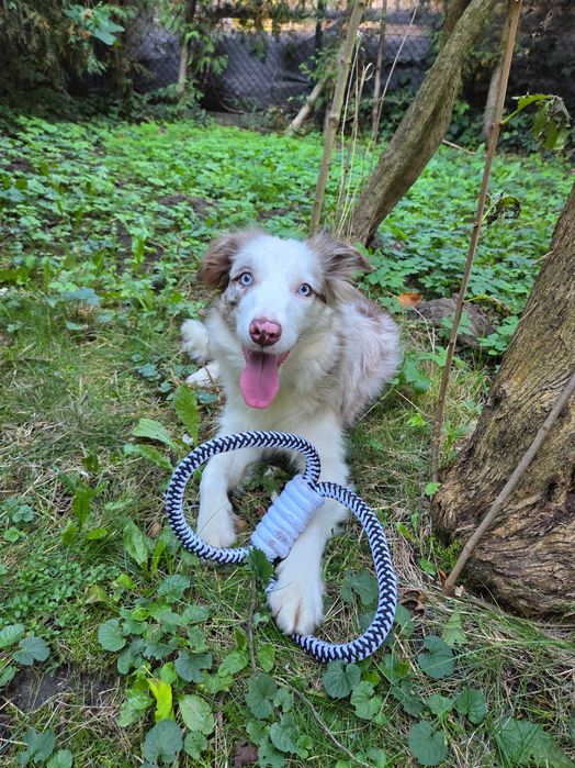 Sprzedam suczkę border collie