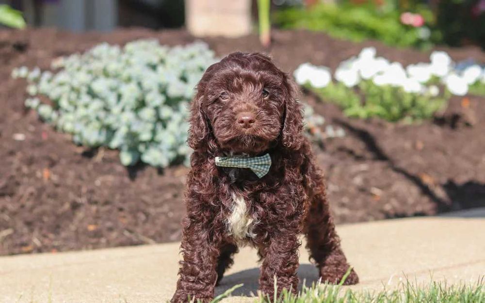 Cockapoo disponível