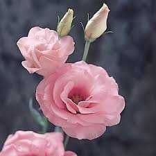 Розсада еустоми, квіти