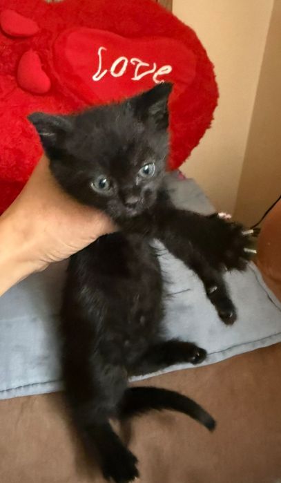 віддамо в хороші руки кошеняток