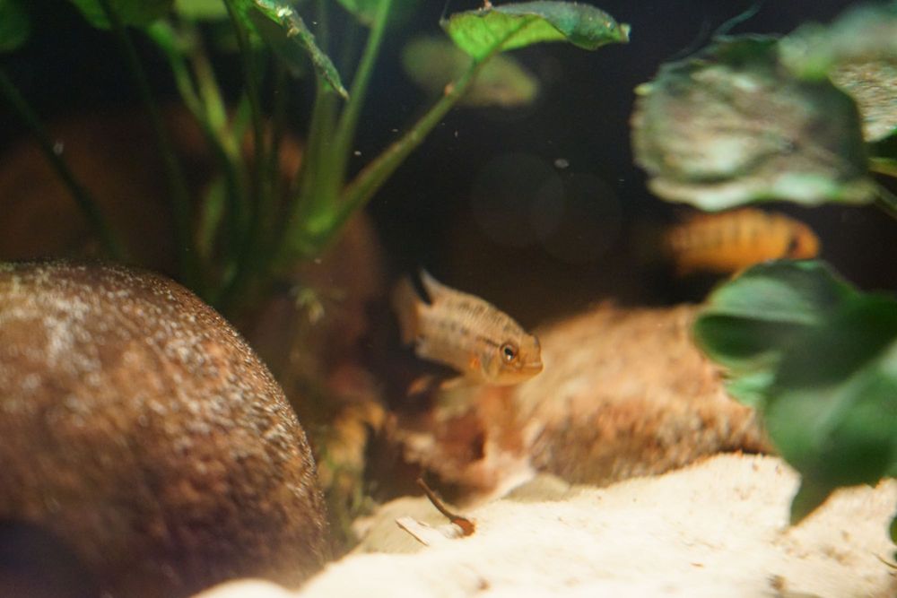 Apistogramma sp. Yurimaguas - Pielęgniczka - F1
