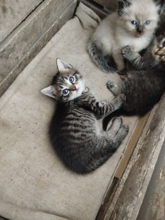 Котенятко за chokoladky