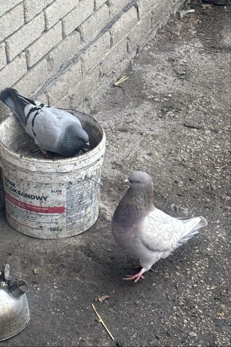 Gołębie różne rodzaje