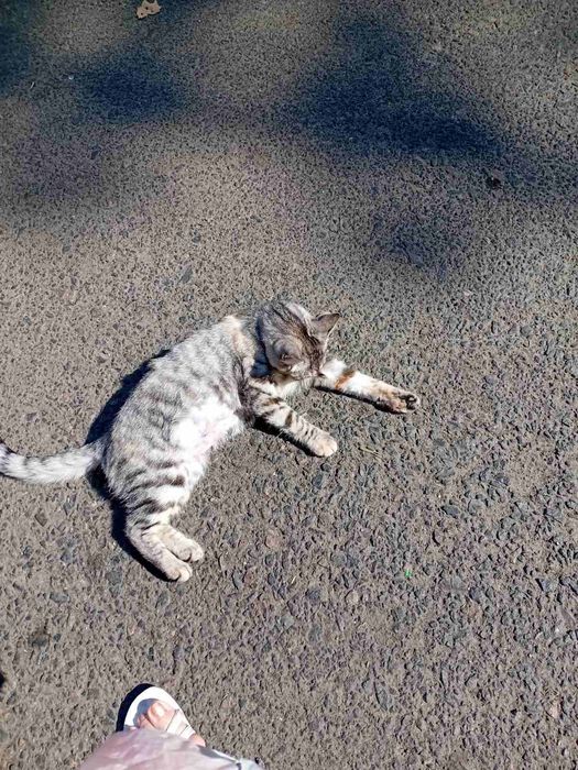 Кошечка, 7 мес., стерилизована.