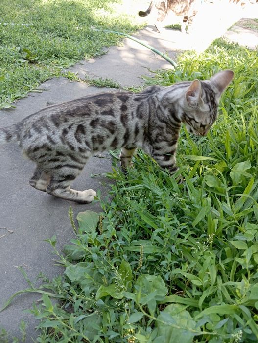 Бенгал шоу-класса