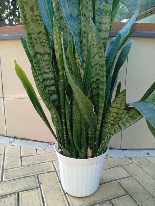 Сансавієрія домашня