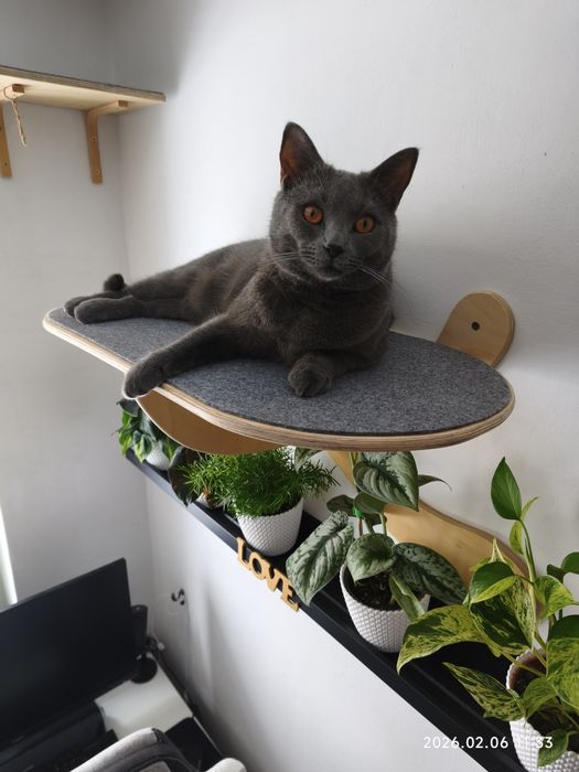 Duża półka dla kota - kotostrada - ścianka wybieg dla kota