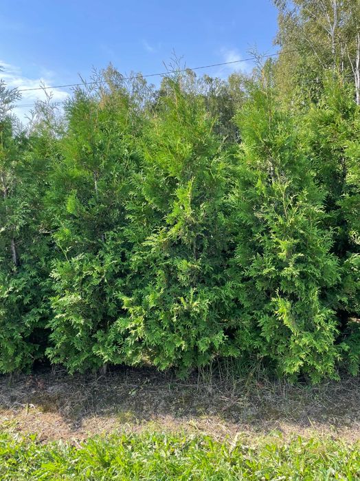 Tuja Szmaragd 270cm PRODUCENT‼️ Brabant, Szmaragd, ŚWIERKI do 400cm