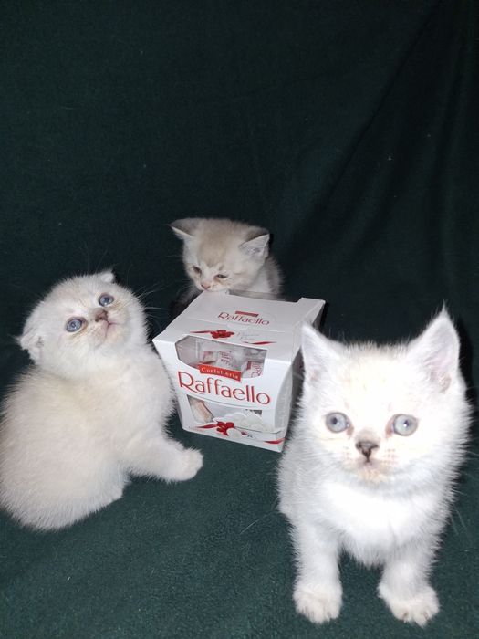 Шикарные голубоглазые шотландцы