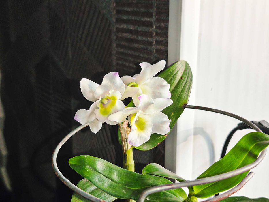 Орхідея Дендробіум Нобіле білий з квіткою