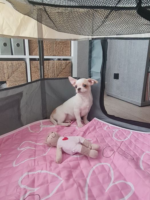 Estupendo menino mini Chihuahua Linhagem Russa de Qualidade