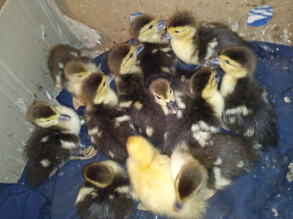 Продаются домашние утята