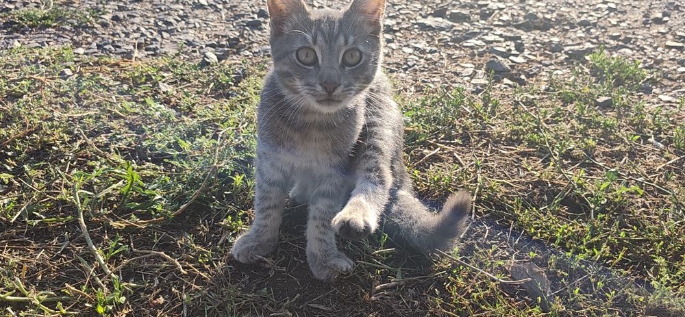 кошенята безкоштовно