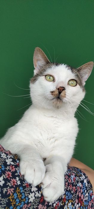 Kotka Erla szuka domu