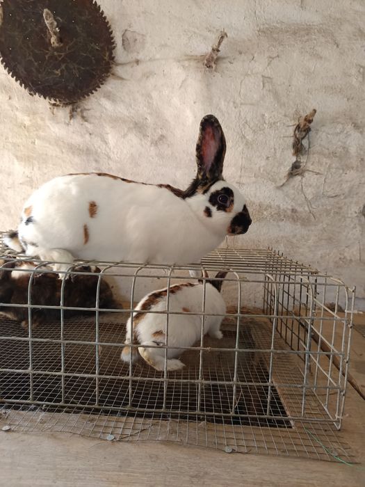 Samica REX trójbarwny