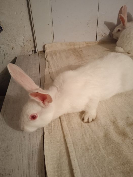 Кролики термунська біла
