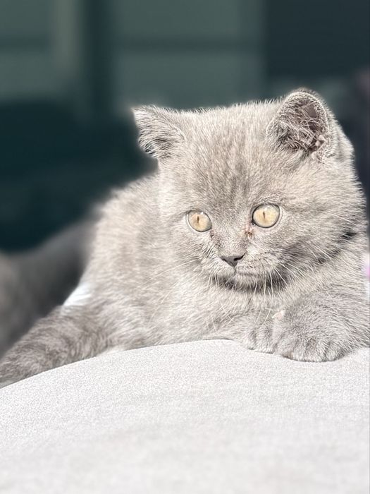 Scotish straight Blue Macho