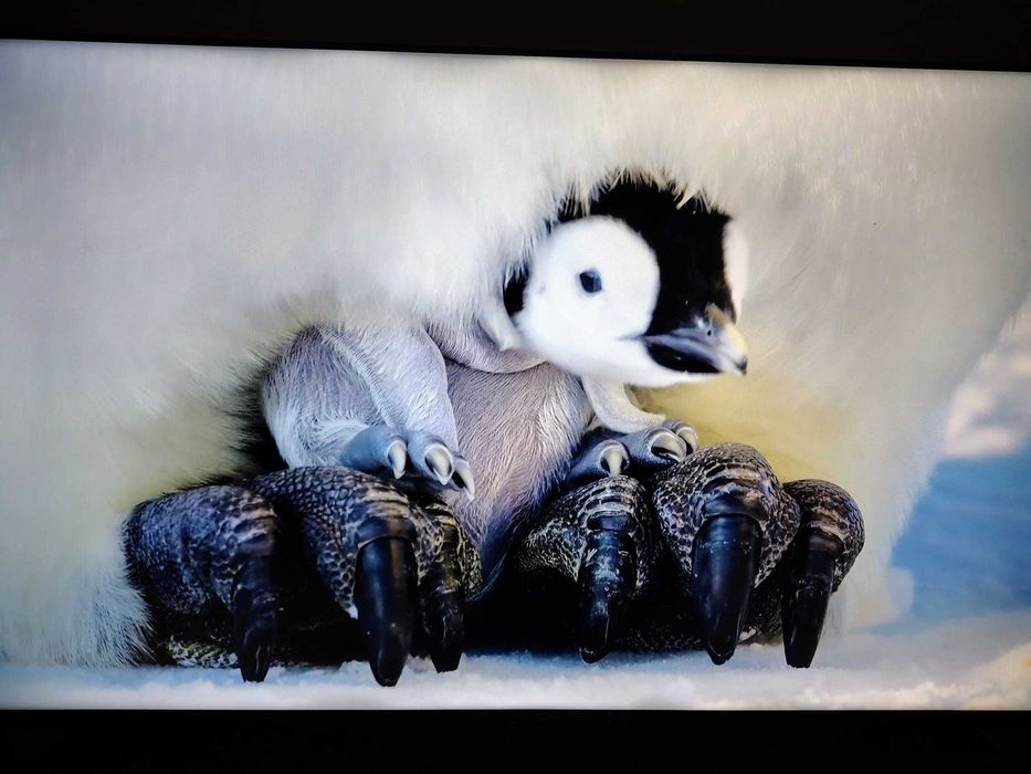 Hisense 55 polegadas 140cm 4K UltraHD SmartTV, caixa, comando original