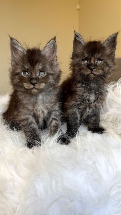 Хлопчик мейн-кун ,чорний дим, офіційний розплідник