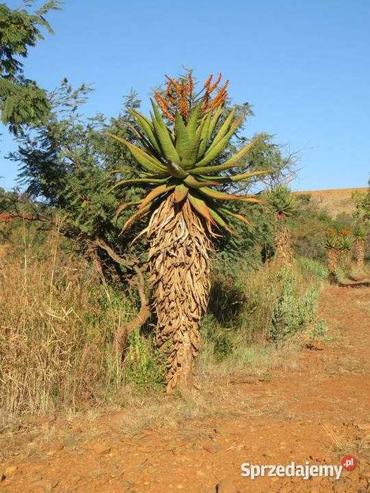 Aloes - aloe marlothii, rzadka roślina dla kolekcjonera