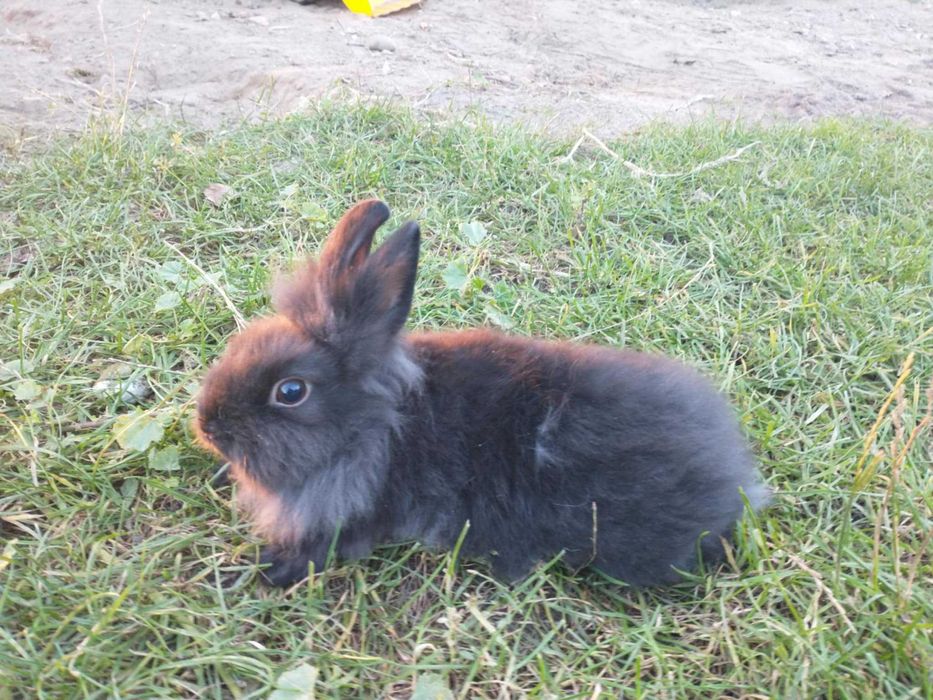 Mam do sprzedania 4 młode króliki miniaturki