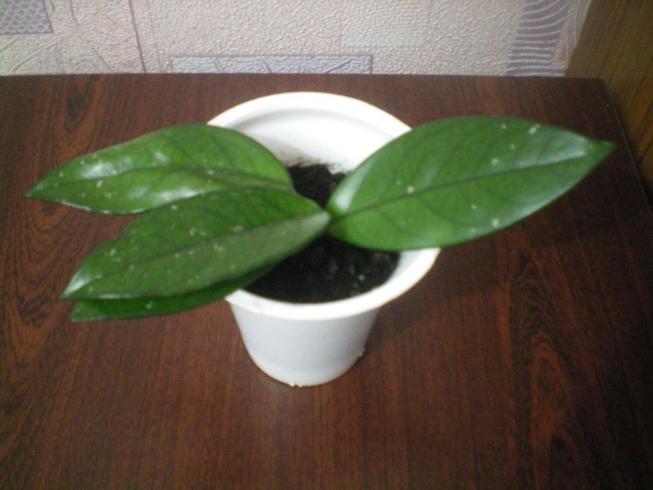 Хойя карноза неприхотливая