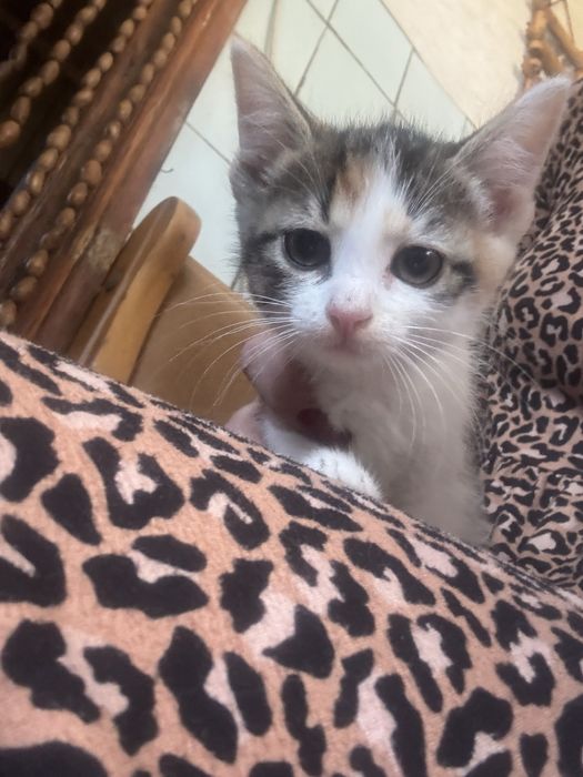 Милі котики шукають сімю