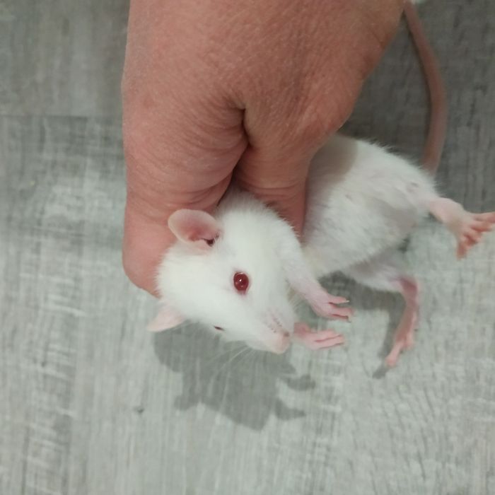 Ручные добрые крысята с доставкой клеткой крыса белая черная серая рыж