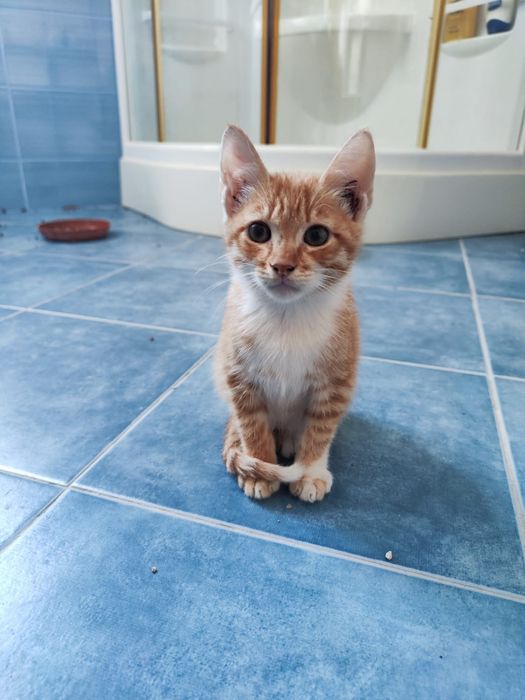 Dá-se os dois gatos pequenos laranja
