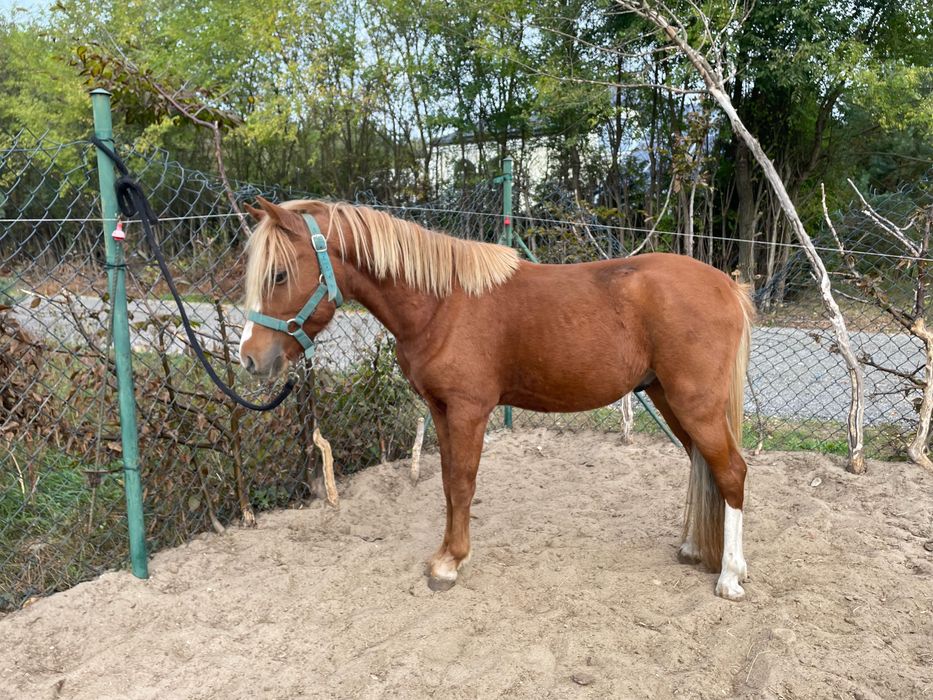 Dwa kuce walijskie wałachy holenderski paszport