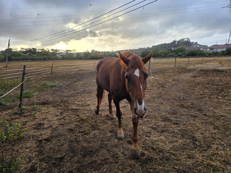 Vendo cavalo sela frances puro para iniciados