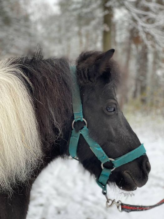 Пони, кобила, кобыла