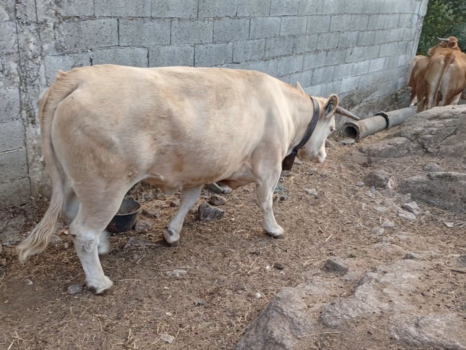 Vendem-se 5 vacas - Raça Minhota e Cruzada de carne