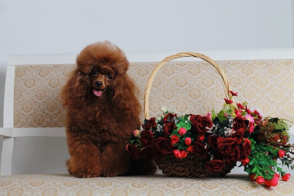 Дівчинка міініатюра fci пудель