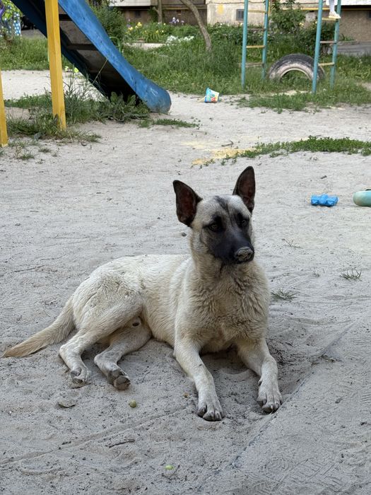 Собачка шукає родину