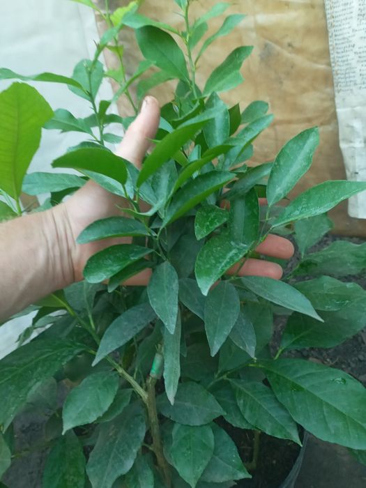 Схрещений лимон на 4 коріння