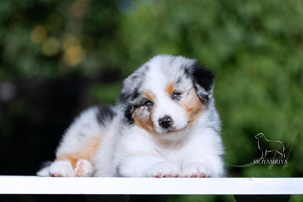 Австралійська вівчарка ауссі / австралийская овчарка аусси / Australian Shepherd