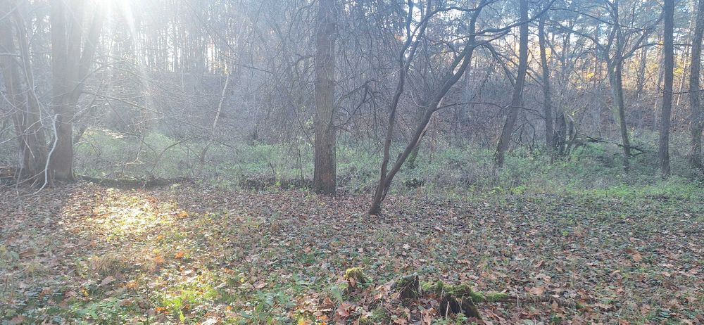 Działka leśna w Zawadach z dostępem do rzeki Liswarta