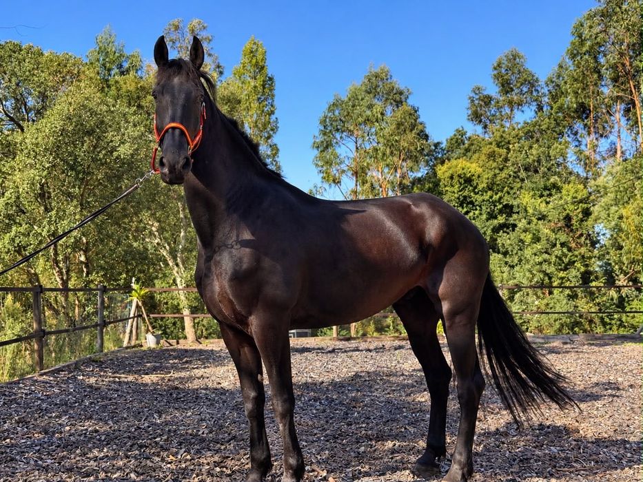Cavalo Frisio 6 anos