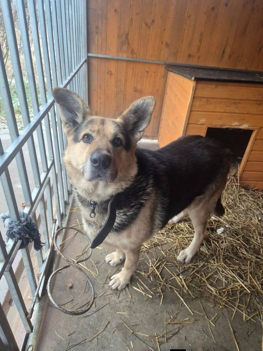 Jurek pies pilnie szuka domu!