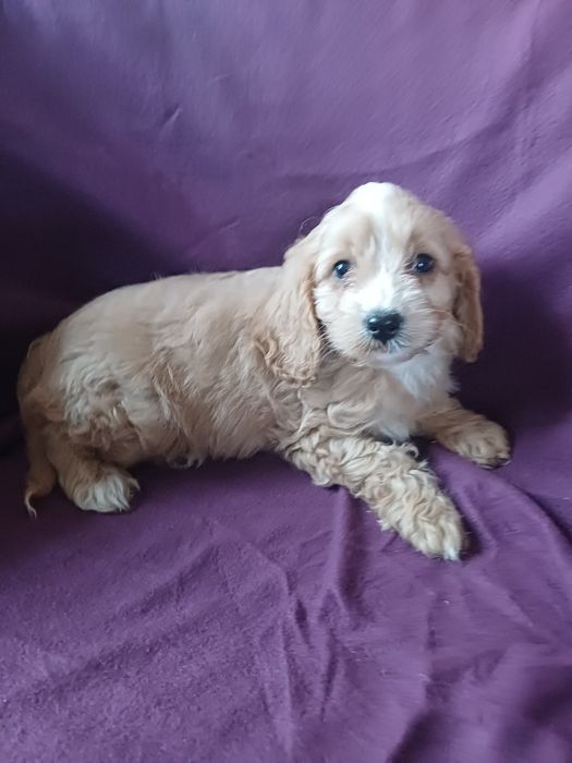 Cavapoo f2 karmel Nowy Podleś • OLX.pl