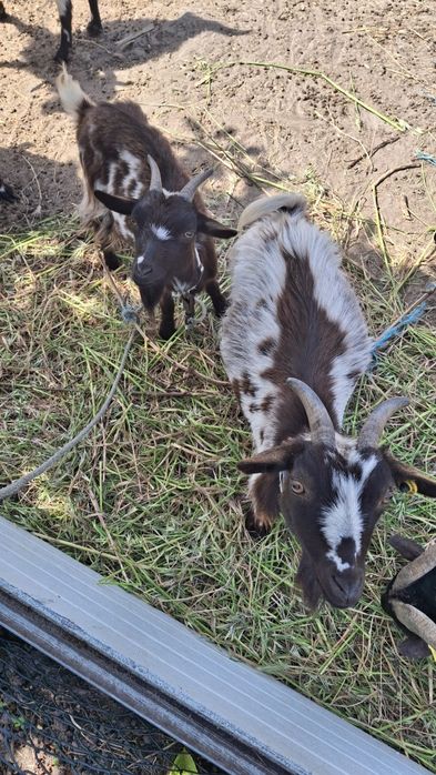 Lote Cabras Anãs