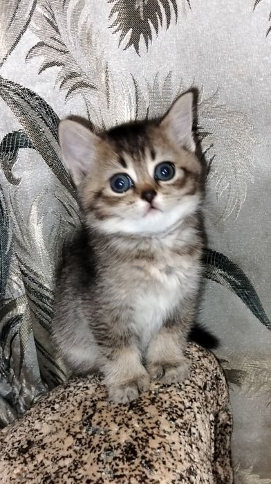 Кошенята шотландської породи