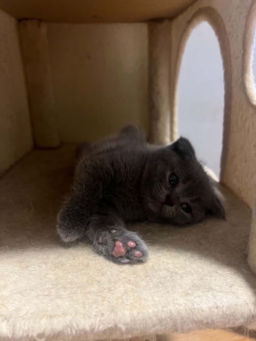 Gatinho  scottish fold
